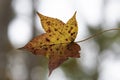 Single red maple leaf