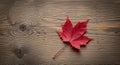 A single red maple leaf (Acer Royalty Free Stock Photo