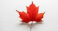 A single red maple leaf (Acer spp.) is centered on a white background. The leaf has a pointed, Royalty Free Stock Photo