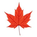 A single red maple leaf (Acer spp.) set against a plain white background. The leaf Royalty Free Stock Photo