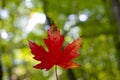 Single red maple leaf against green nature background Royalty Free Stock Photo