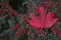 Single red maple leaf on red buckthorn berries bush Royalty Free Stock Photo