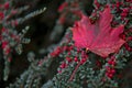Single red maple leaf on red buckthorn berries bush Royalty Free Stock Photo