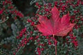 Single red maple leaf on red buckthorn berries bush Royalty Free Stock Photo