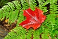 A Single Red Maple Leaf on a Fern Royalty Free Stock Photo