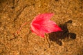 Single red maple leaf floating in water during fall season Royalty Free Stock Photo