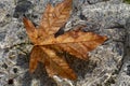 Single Red Maple Leaf Floating in Water Royalty Free Stock Photo