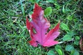 A Single Red Maple Leaf on Green Grass in the Fall Royalty Free Stock Photo