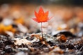 a single red maple leaf in the middle of a field Royalty Free Stock Photo