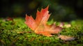 Single Red Maple Leaf on Mossy Ground, ai gernerate Royalty Free Stock Photo
