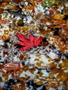 Single red maple leaf in pool Royalty Free Stock Photo