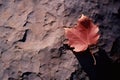 a single red maple leaf on a rock Royalty Free Stock Photo