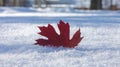 Red Maple Leaf Rests on Fresh White Snow During Winter in a Park Royalty Free Stock Photo