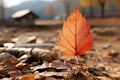 a single red maple leaf sits on the ground in the fall Royalty Free Stock Photo