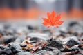 a single red maple leaf sits on top of a pile of rocks