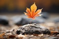 a single red maple leaf sits on top of a rock Royalty Free Stock Photo
