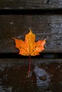 Single red Maple leaf on a wet board Royalty Free Stock Photo