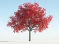 Single Red Maple Tree in Autumn,  Against a Blue Sky Royalty Free Stock Photo