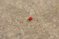 Red mite on concrete Royalty Free Stock Photo