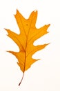 Single red oak leaf. Autumn color on an isolated white background. Herbarium Royalty Free Stock Photo