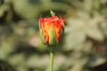 Single Red & Orange Rose