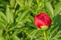 Single red peony flower covered with dew Royalty Free Stock Photo
