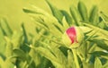 Single red peony flower covered with dew Royalty Free Stock Photo