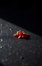 Single Red Pepper Flake on Slate Royalty Free Stock Photo