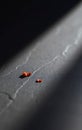 Single Red Pepper Flake on Slate Royalty Free Stock Photo