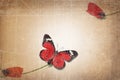 Single red petal on corolla of the poppy flower steam. Red butterfly. Minimalist style photo. Old paper textured image. Royalty Free Stock Photo