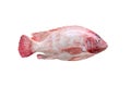 Single red pink nile tilapia or niloticus-mossambicus isolated on white background , clipping path Royalty Free Stock Photo