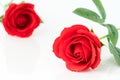 Single Red plastic fake roses on white Royalty Free Stock Photo