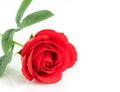 Single Red plastic fake roses on white Royalty Free Stock Photo