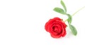 Single Red plastic fake roses on white Royalty Free Stock Photo