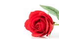 Single Red plastic fake roses on white Royalty Free Stock Photo