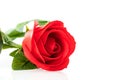 Single Red plastic fake roses on white Royalty Free Stock Photo