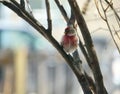Tiny Red Pol Perched on a Bare Branch Royalty Free Stock Photo