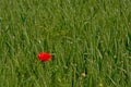 Single red poppiy in a green wheat field in flanders Papaveraceae Royalty Free Stock Photo