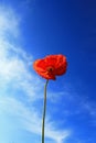 Single red poppy