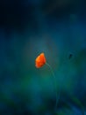 A single red poppy flower blooming in the summer field.