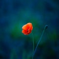 A single red poppy flower blooming in the summer field. Royalty Free Stock Photo
