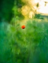 A single red poppy flower blooming in the summer field.