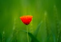 A single red poppy flower blooming in the summer field.