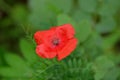 Single red poppy flower on blur green background close-up view Royalty Free Stock Photo