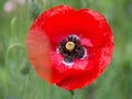 Single red poppy flower in contrast against a lush green grassy field Royalty Free Stock Photo