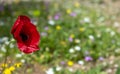 Single red poppy flower at field. Copy space Royalty Free Stock Photo