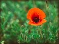 Single red poppy flower .Flowers Red poppies blossom on wild field. Beautiful field red poppies with selective focus. soft light. Royalty Free Stock Photo