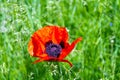 A single red poppy flower Royalty Free Stock Photo