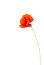 Single red poppy flower. Royalty Free Stock Photo