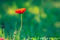 Single red poppy flower  on a blurred natural green background Royalty Free Stock Photo